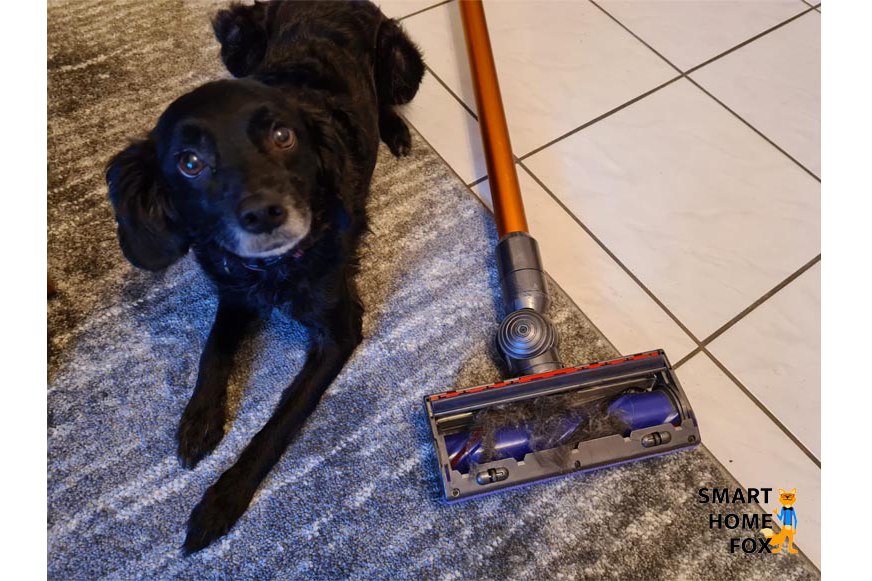 Ein Hund liegt neben einem Dyson Akku-Staubsauger.